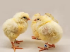 Image of gene modified chicks