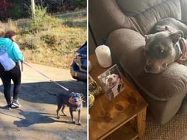 Rescue dog adopted after 7 years