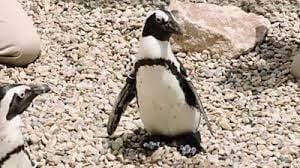 Penguin With Foot Condition Has Shoes Custom Orthopedic Shoes