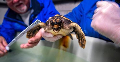 Baby Turtle Miraculously Survives Journey From USA to Ireland