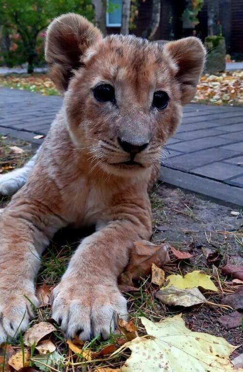 Baby lion named Simba