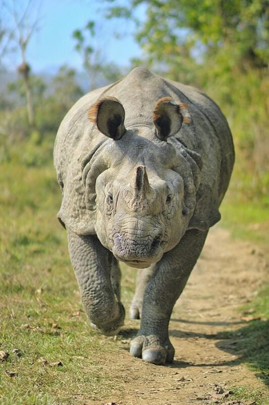 No Rhinos Poached in Assam in 2022