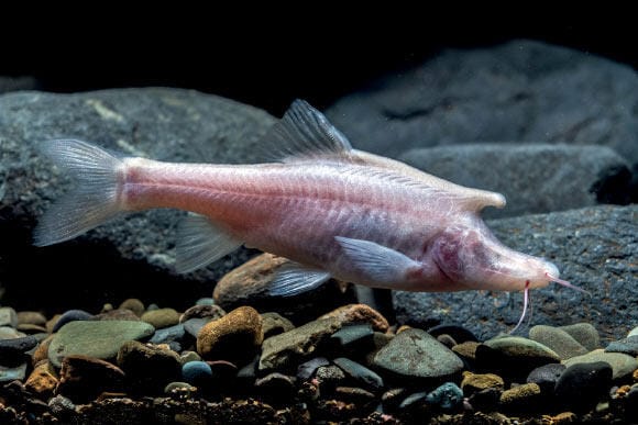 Blind ‘Unicorn’ Fish Accidentally Discovered in China