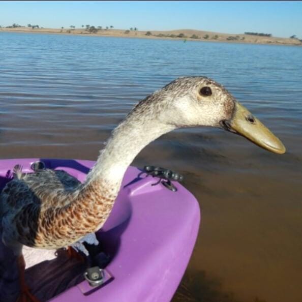 Tiddles the duck afraid of water on a boat