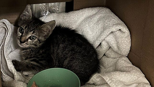 The Pawshank Redemption: Woman crawls through sewer to rescue kitten