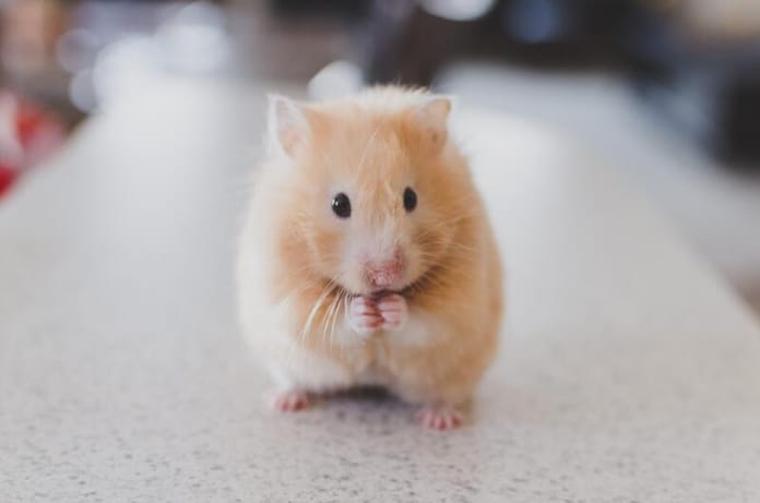 Photo of brown hamster