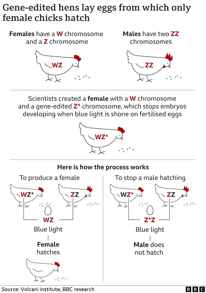 Image of how edited genes can stop male chicks being culled.