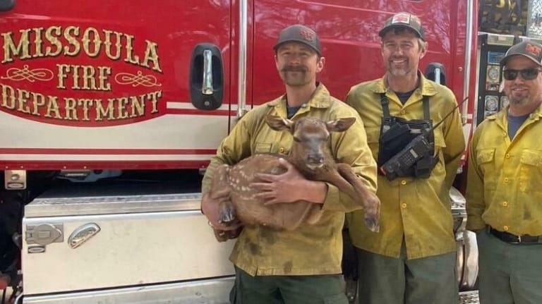 Firefighter saves newborn elk from fire ashes