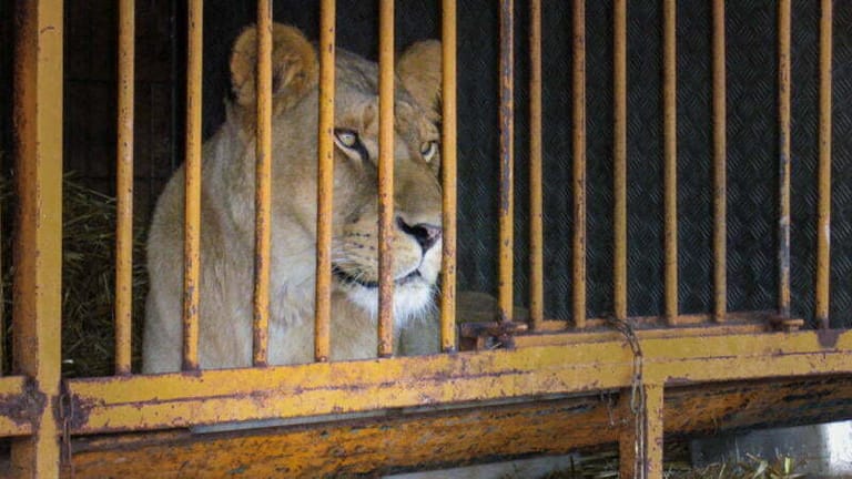 France bans wild circus animals and mink farms!