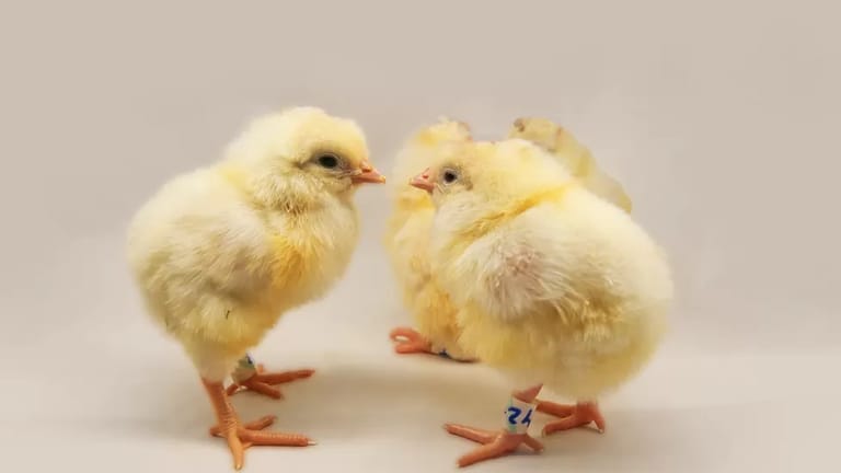 Breakthrough In Editing Chicken Genes Could Stop Cull Of Billions Of Male Chicks In The Egg Industry