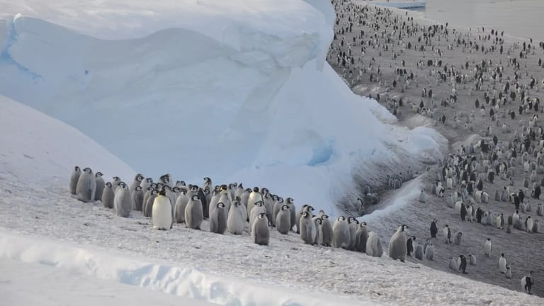 New Penguin Colony is Found- From Space!