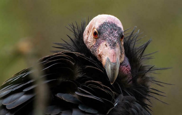 Virgin Birth: Endangered condors hatch without male fertilization