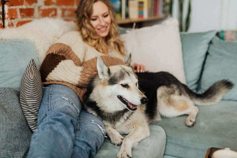 Short coated dog lying on sofa with a woman