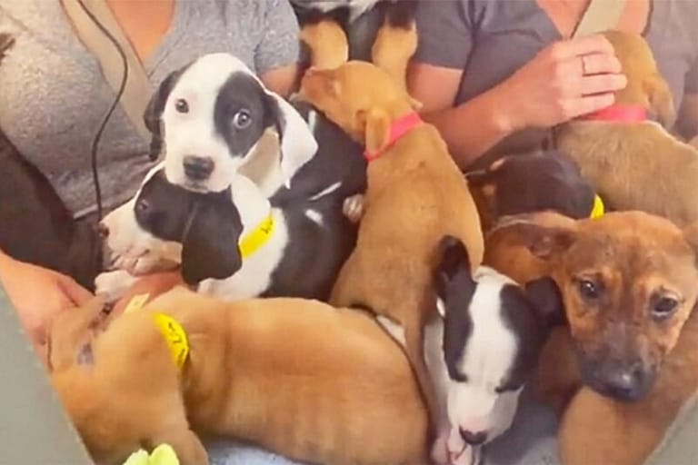 Twenty-seven puppies rescued in a tiny plane