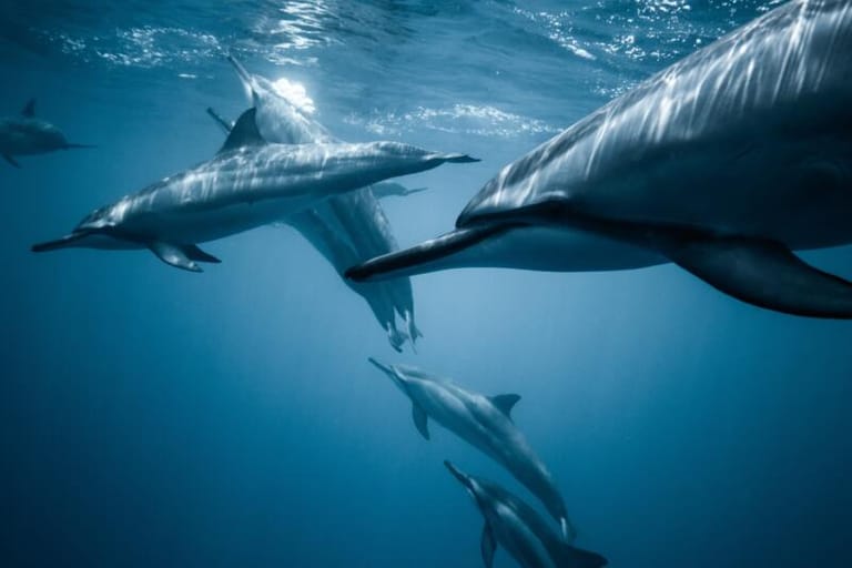 Six Reasons Dolphins Are Unique Amongst Other Mammals
