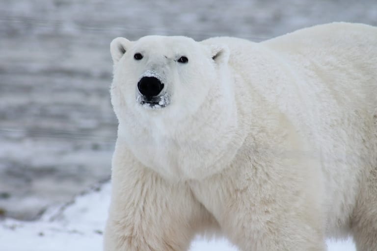 World Polar Bear Day: 10 facts you didn’t know about polar bears