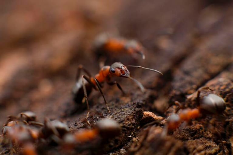 Ants May Be Better At Protecting Crops Than Harmful Pesticides