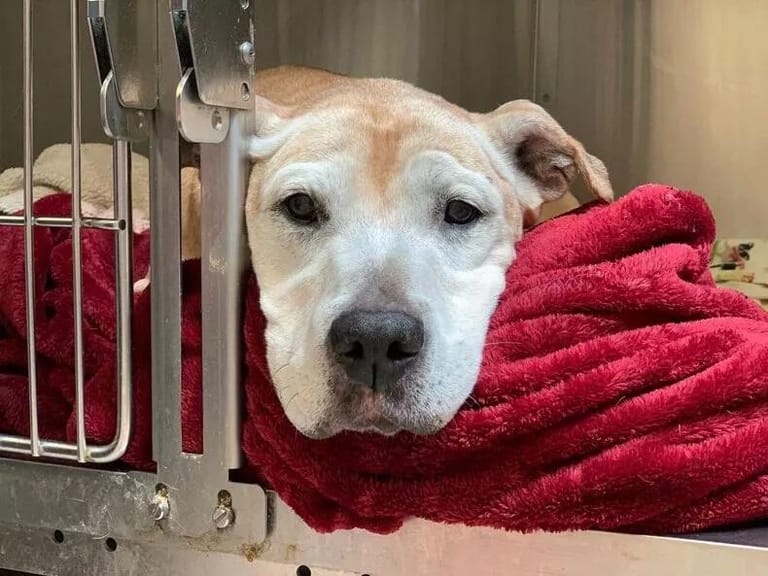 15 Year-Old Rescue Dog Adopted After Being Returned After 12 Years