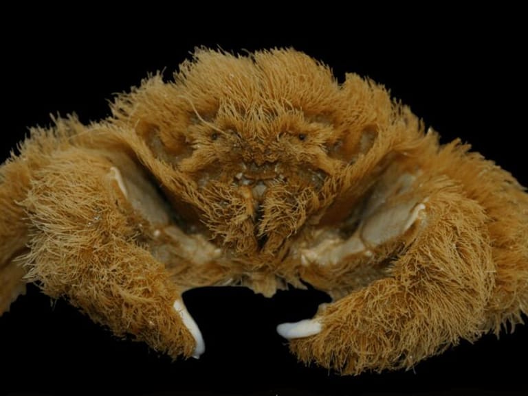 Fluffy crab is newly discovered in Australia