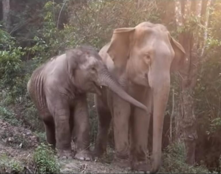 Baby Elephant is reunited with her mother 3 years after being taken