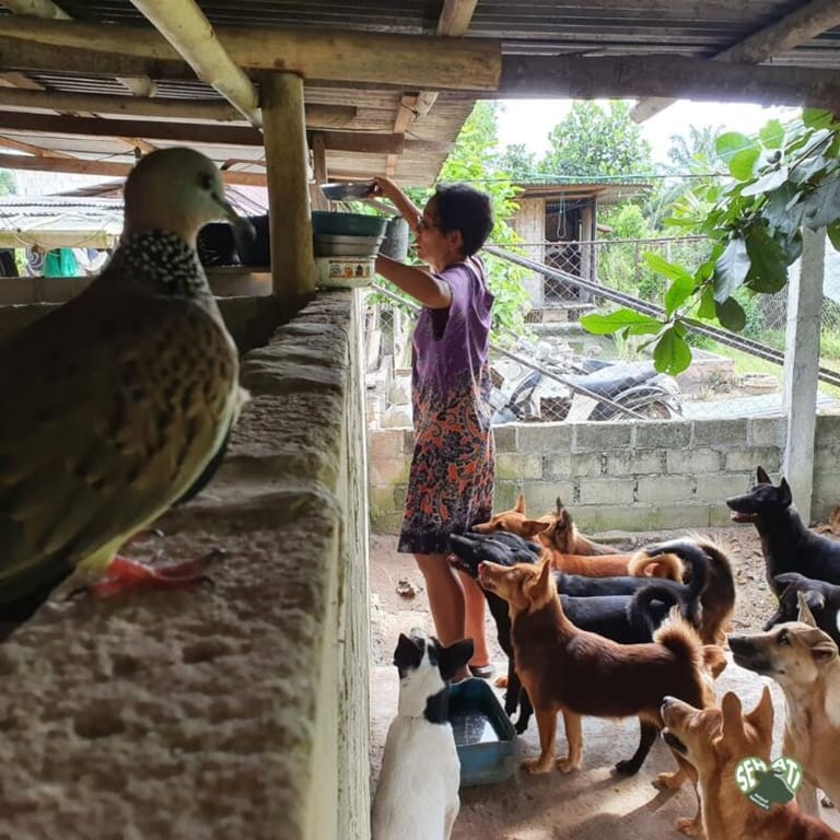 Indonesia’s first animal sanctuary for farmed animals