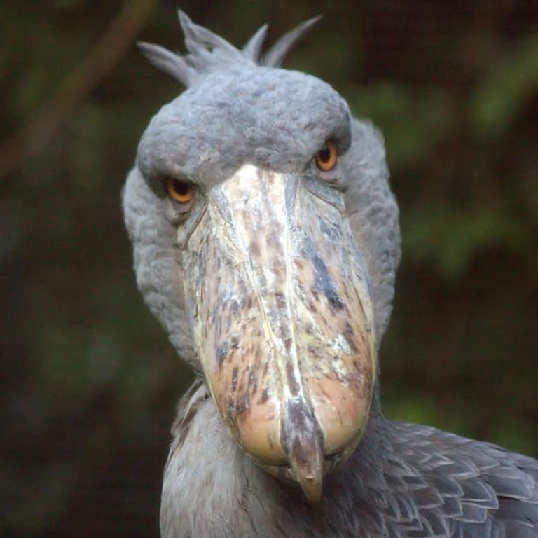 10 of the strangest animals. Photo of a shoebill