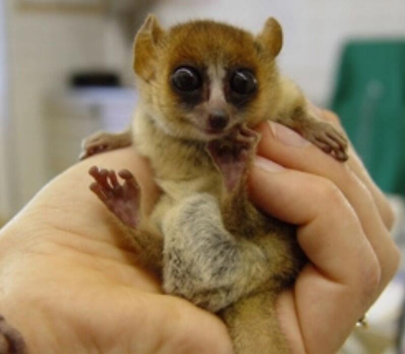 10 Of The Cutest Tiny Animals - The Good News Hub