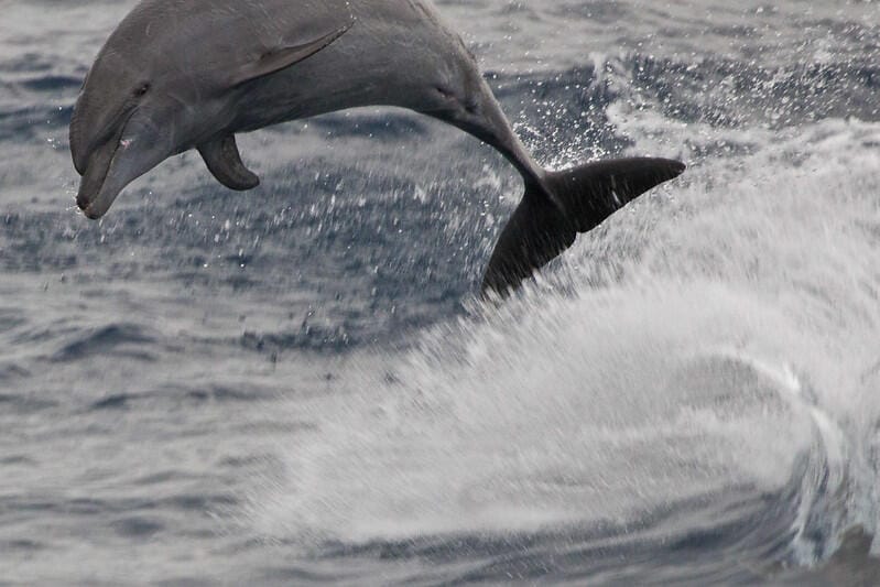 Indo-Pacific Bottlenose Male Dolphins have wingmen