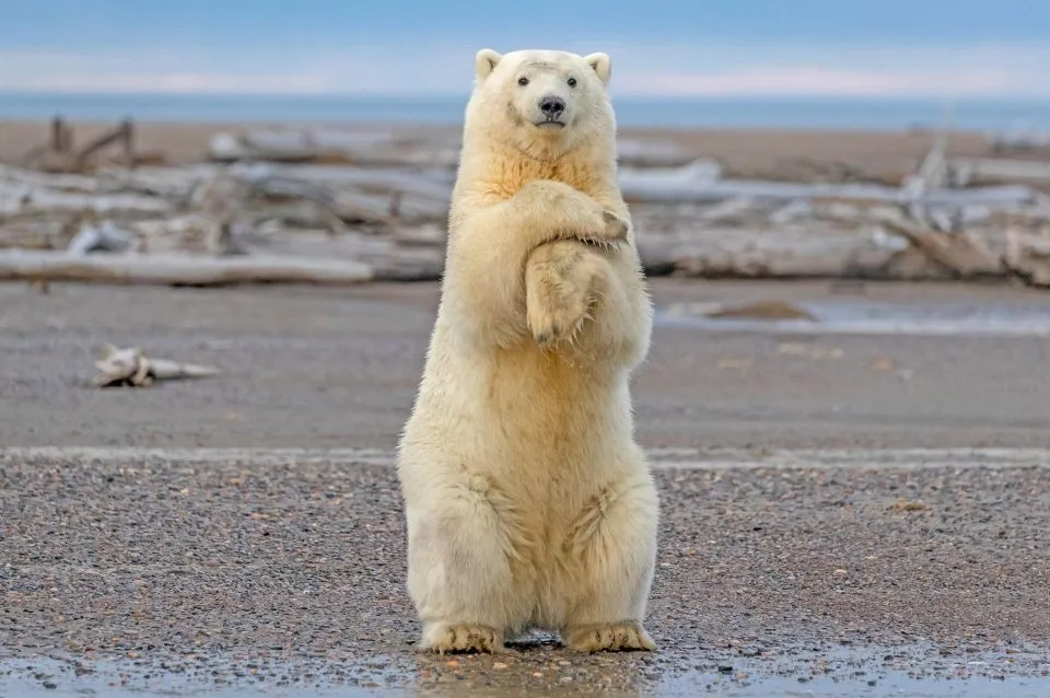 10 facts about polar bears!