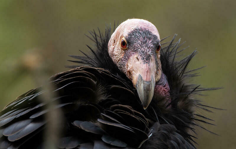  Virgin Birth: Endangered condors hatch without male fertilization