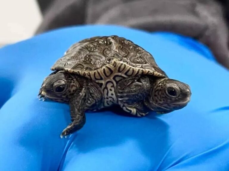 Better Together: Conjoined Baby Turtles Hatch