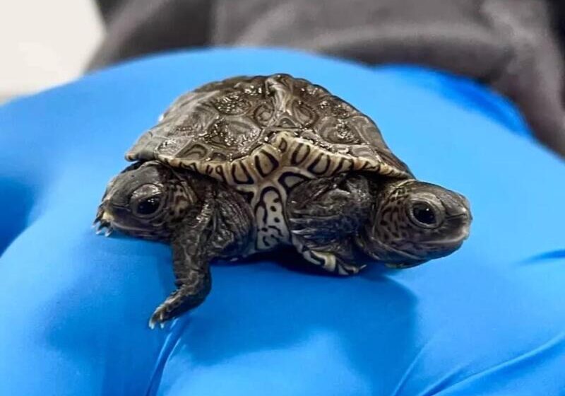 Better Together: Conjoined Baby Turtles Hatch