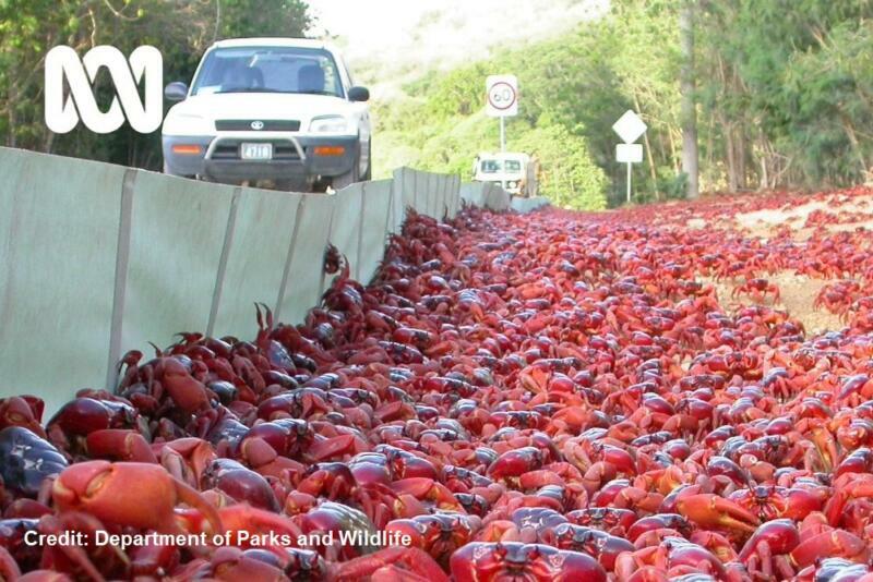 Mass migration of red crabs