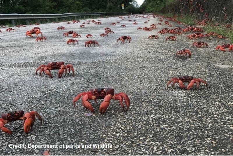 Red Crabs crossing the road