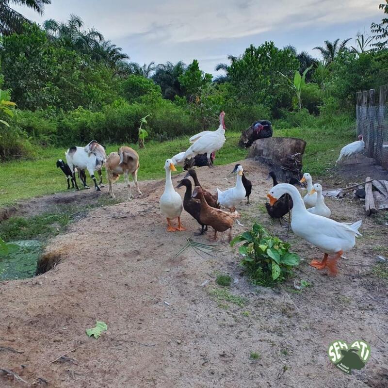 Indonesia's first animal sanctuary for farmed animals
