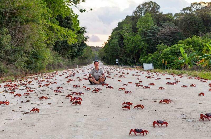 Person sitting on road with Red Crabs