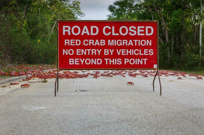 Road closed for red Crabs