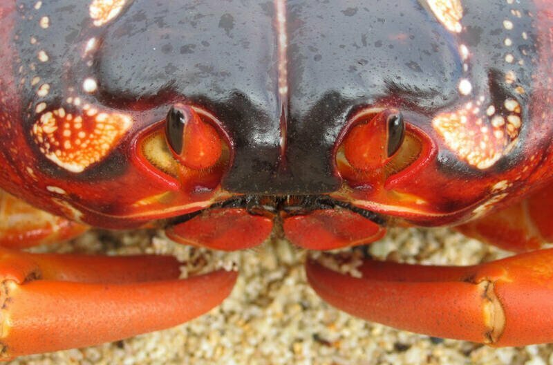 Up close red Crab