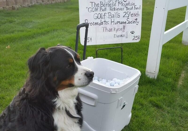  Bernese Mountain Dog retrieves golf balls for charity