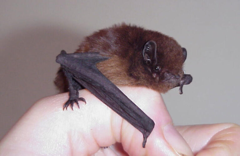 long tailed bat