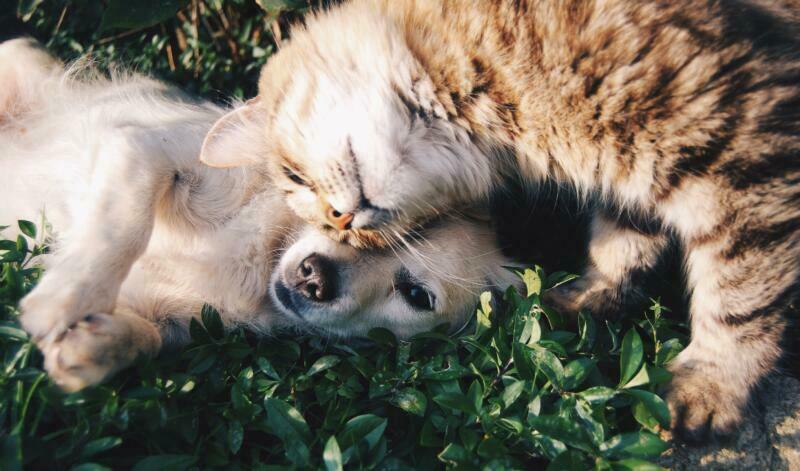Orange tabby cat cuddling fawn short coated puppy