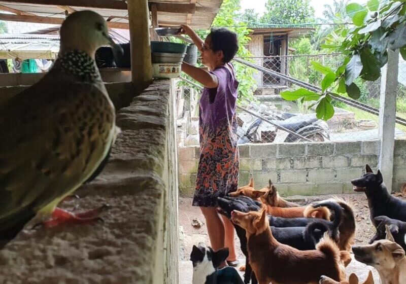  Indonesia’s first animal sanctuary for farmed animals