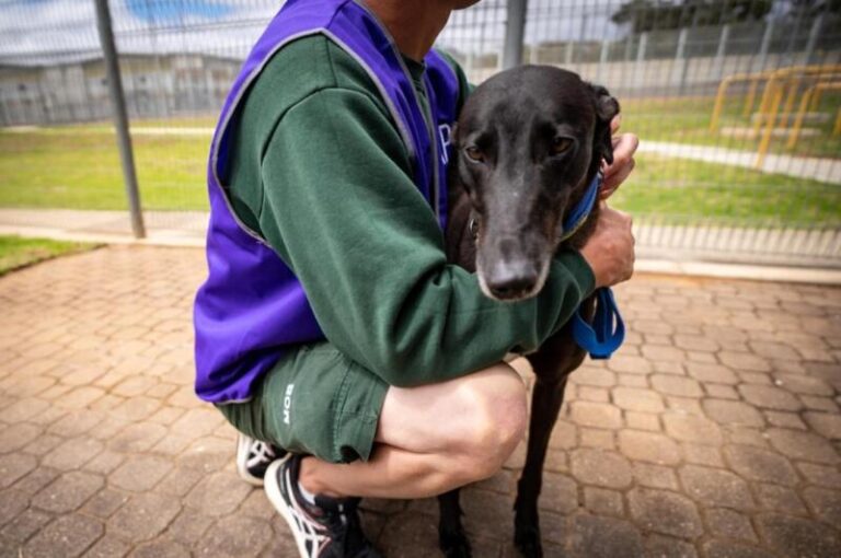 Rescued greyhounds Rosie with Prisoner Josh