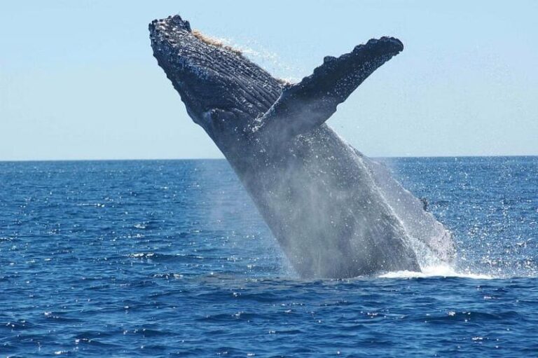 Saving our oceans… with artificial whale poo