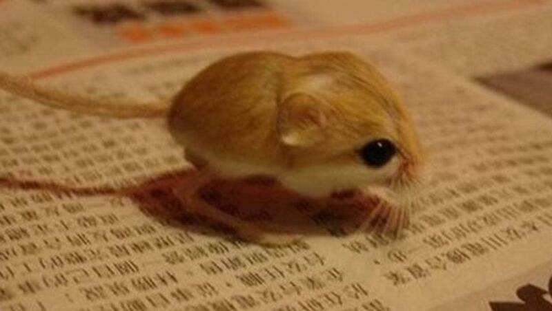 10 of the cutest tiny animals