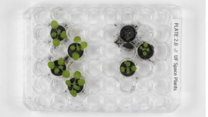 Photo comparing the cress grown from both Earth and Moon soil