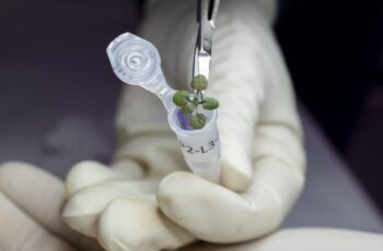 Cress grown in soil from the moon