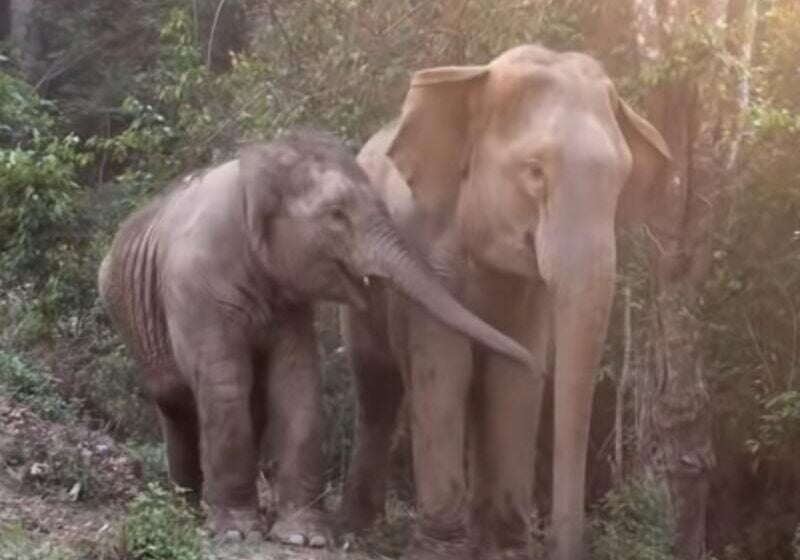  Baby Elephant is reunited with her mother 3 years after being taken