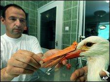 Hungarian stork gets a new beak