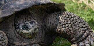 First of its kind albino tortoise is born Giant galapagos albino tortoise